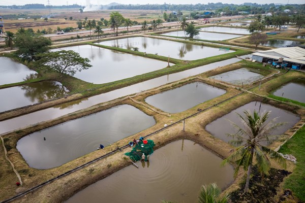 Định hướng phát triển nuôi trồng thủy sản quảng canh