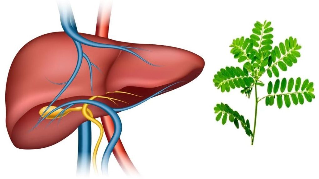 Cây diệp hạ châu đắng chữa trị gì?