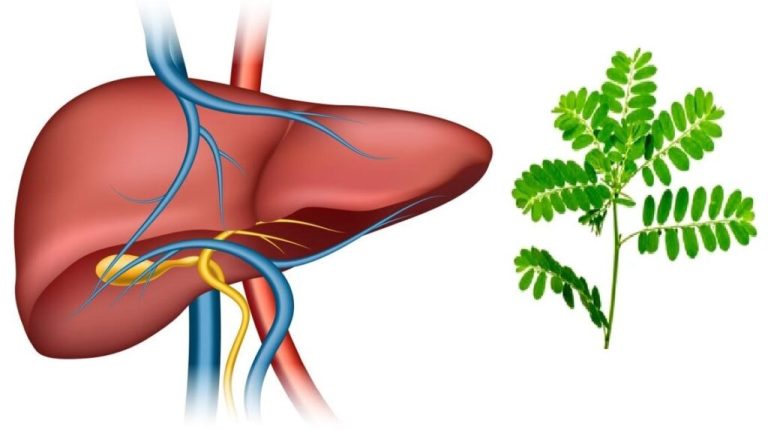 Cây diệp hạ châu đắng chữa trị gì?