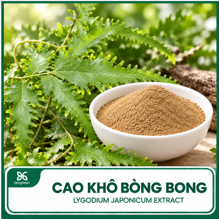 Bòng bong có tác dụng gì?